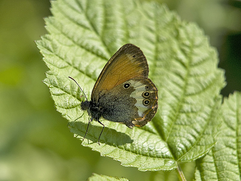 Coenonympha arcania (Nymphalidae Satyrinae)